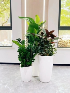 深挖奉化植物租摆价格，解锁绿植装饰省钱之道><div class=